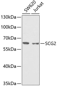 SCG2 Rabbit polyclonal antibody