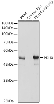 PDHX Rabbit polyclonal antibody