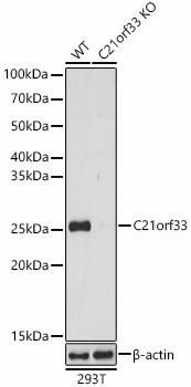 [KO Validated] C21orf33 Rabbit polyclonal antibody