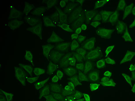 [KO Validated] C21orf33 Rabbit polyclonal antibody