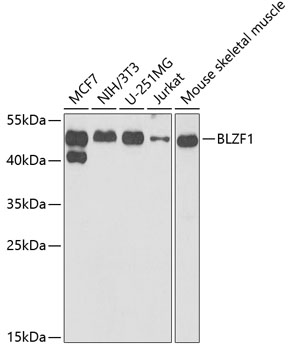 BLZF1 Rabbit polyclonal antibody