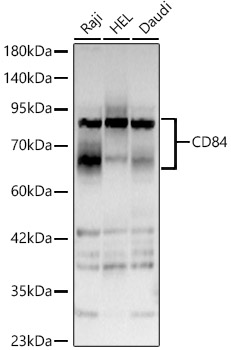 CD84 Rabbit pAb