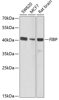 FIBP Rabbit polyclonal antibody