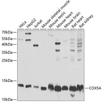 COX5A Rabbit polyclonal antibody