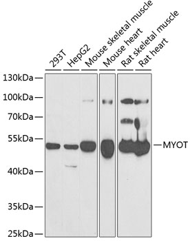 MYOT Rabbit polyclonal antibody
