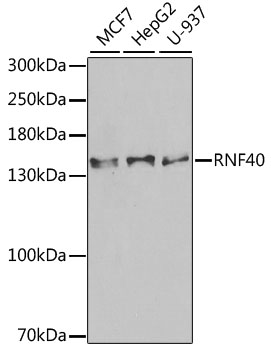 RNF40 Rabbit pAb