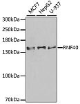 Western blot - RNF40 Rabbit pAb (A6443)