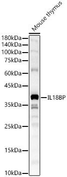 IL18BP Rabbit polyclonal antibody