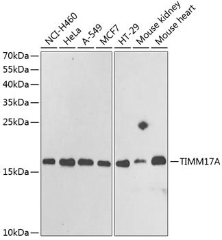 TIMM17A Rabbit polyclonal antibody