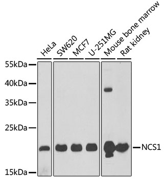 NCS1 Rabbit pAb