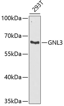 GNL3 Rabbit polyclonal antibody