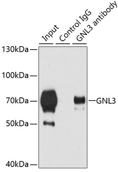 GNL3 Rabbit polyclonal antibody