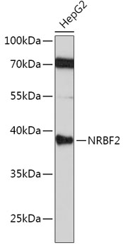 [KO Validated] NRBF2 Rabbit polyclonal antibody