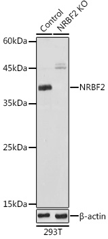 [KO Validated] NRBF2 Rabbit polyclonal antibody