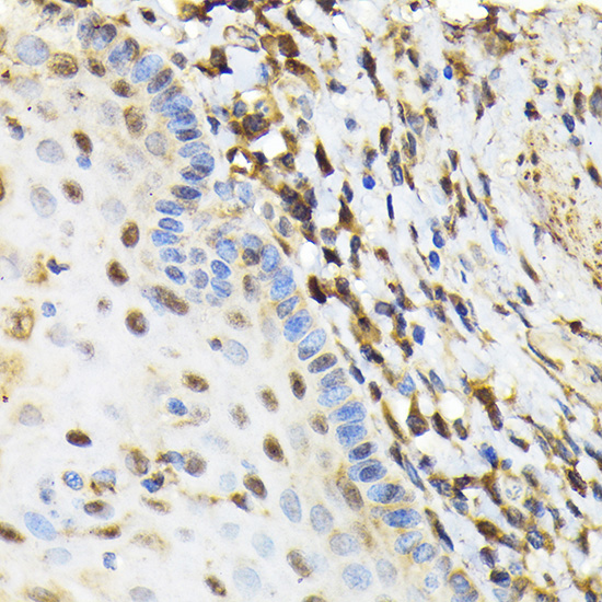 [KO Validated] NRBF2 Rabbit polyclonal antibody