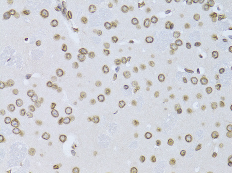 Lamin B2 Rabbit polyclonal antibody