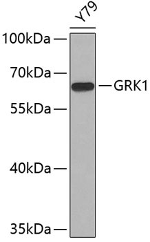 GRK1 Rabbit polyclonal antibody