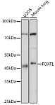 Western blot - FOXF1 Rabbit mAb (A6513)