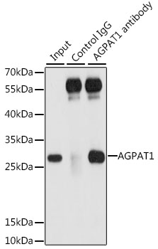 AGPAT1 Rabbit polyclonal antibody