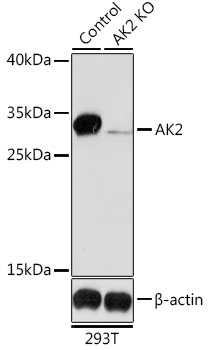 [KO Validated] AK2 Rabbit polyclonal antibody