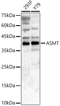 ASMT Rabbit polyclonal antibody