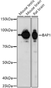 BAP1 Rabbit polyclonal antibody