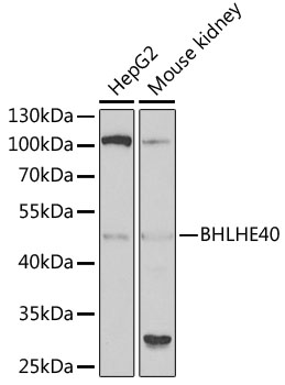 BHLHE40 Rabbit polyclonal antibody
