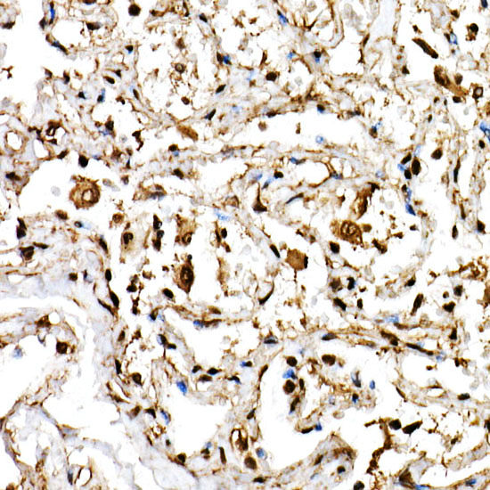 BHLHE40 Rabbit polyclonal antibody