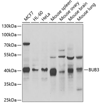 BUB3 Rabbit polyclonal antibody