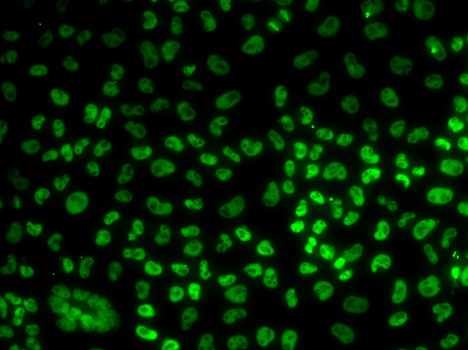 BUB3 Rabbit polyclonal antibody