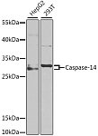 Western blot - Caspase-14 Rabbit pAb (A6541)
