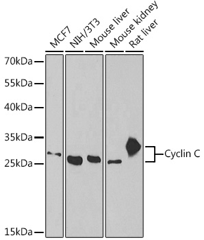 Cyclin C Rabbit polyclonal antibody