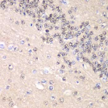 Cyclin C Rabbit polyclonal antibody