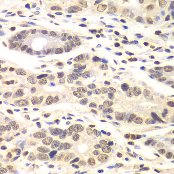 Cyclin C Rabbit polyclonal antibody