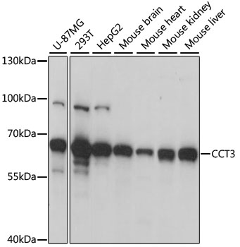 CCT3 Rabbit polyclonal antibody