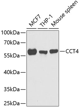 CCT4 Rabbit polyclonal antibody