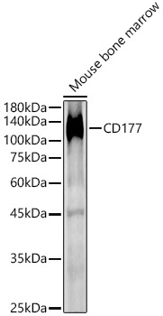 CD177 Rabbit polyclonal antibody