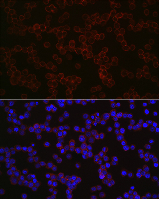 CD68 Rabbit polyclonal antibody