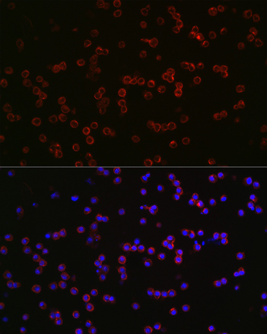 CD68 Rabbit polyclonal antibody