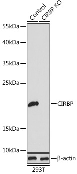 [KO Validated] CIRBP Rabbit polyclonal antibody