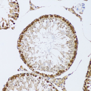 [KO Validated] CIRBP Rabbit polyclonal antibody