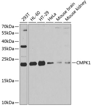 CMPK1 Rabbit polyclonal antibody