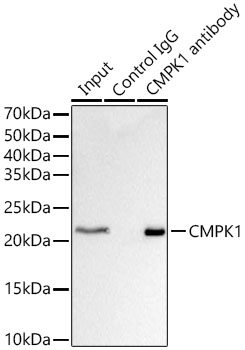 CMPK1 Rabbit polyclonal antibody