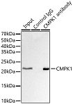 Western blot - CMPK1 Rabbit pAb (A6561)