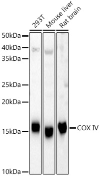 COX IV Rabbit polyclonal antibody