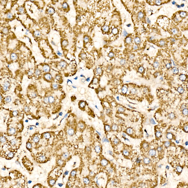 COX IV Rabbit polyclonal antibody