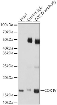 COX IV Rabbit polyclonal antibody