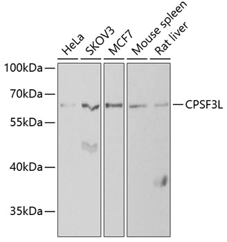 CPSF3L Rabbit polyclonal antibody