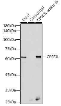 CPSF3L Rabbit polyclonal antibody