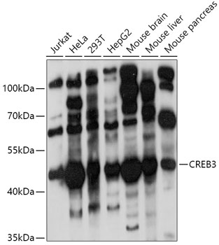 CREB3 Rabbit polyclonal antibody